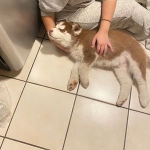 Meet your Posher, Marya